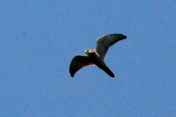 Aiuto ID rapace